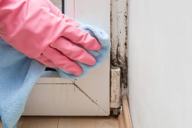 Best Mold Cleaning Services  in Weigelstown, PA